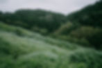 Lush Green Hills