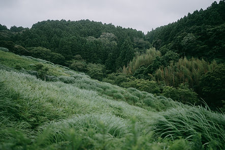 Lush Green Hills