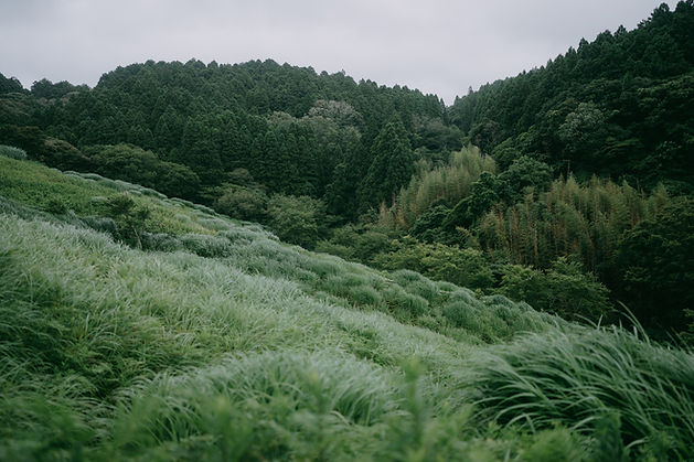 Lush Green Hills
