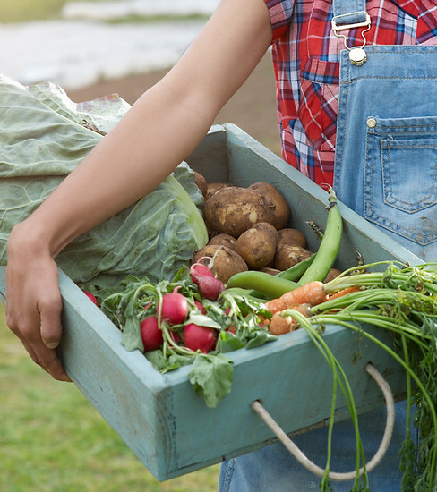 Légumes organiques