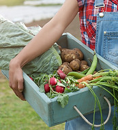 Fresh Produce Basket
