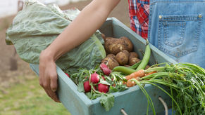 Allotments available in Sutton Mandeville - April 2026