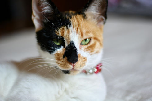 Calico Cat Portrait