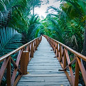 Wooden bridge by a mangrove forest