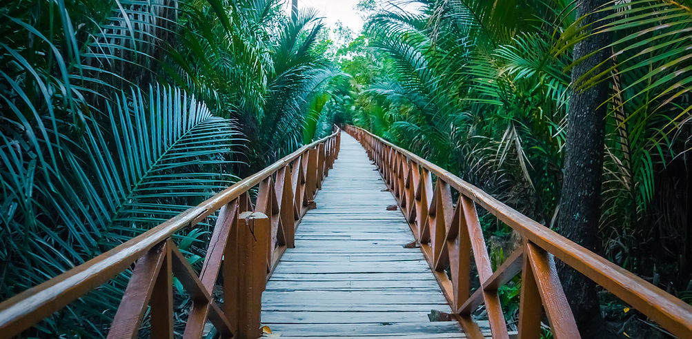 Wooden bridge by a mangrove forest