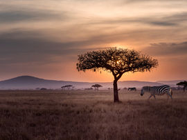 Luxury African safari experiences