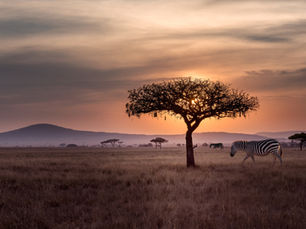 The Art of the Safari: Curating the Extraordinary with African Travel, Inc.