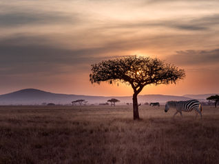 🇿🇦 La Terza Via Sudafricana della Mediazione: la Rule 41A