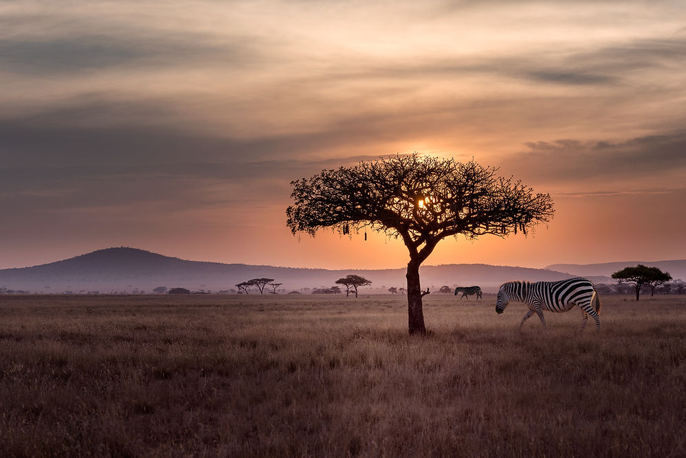 Zebras in Wild