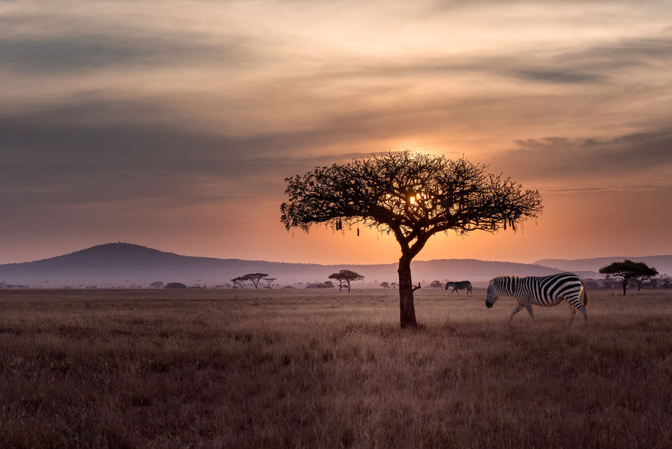 Zebras in Wild