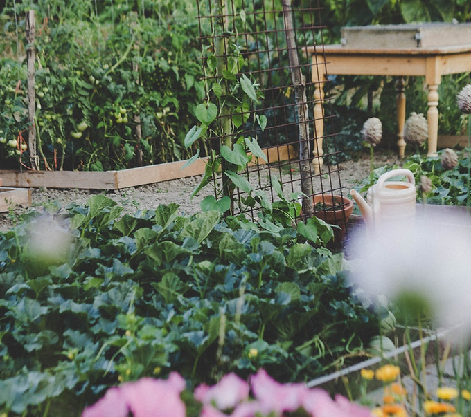 Vegetable Garden