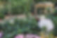 Potager