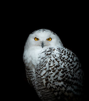 Portrait de chouette harfang des neiges