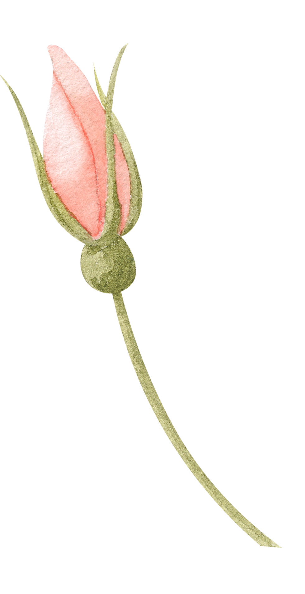 Pink Flower Bud