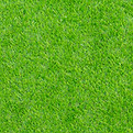 Green Grass Texture
