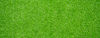 Green Grass Texture