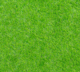 Green Grass Texture