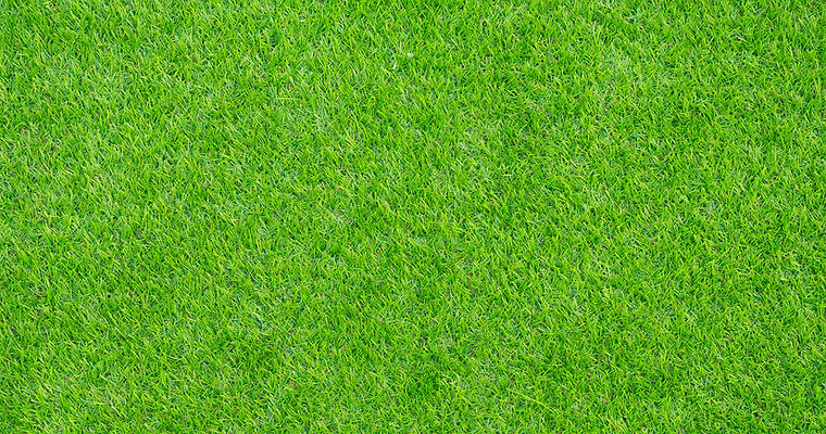 Green Grass Texture