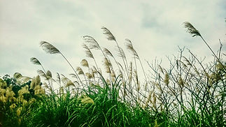 Reed Growing Against Sky