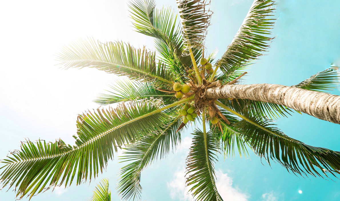 Palm Tree Leaves