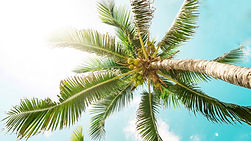 Palm Tree Leaves