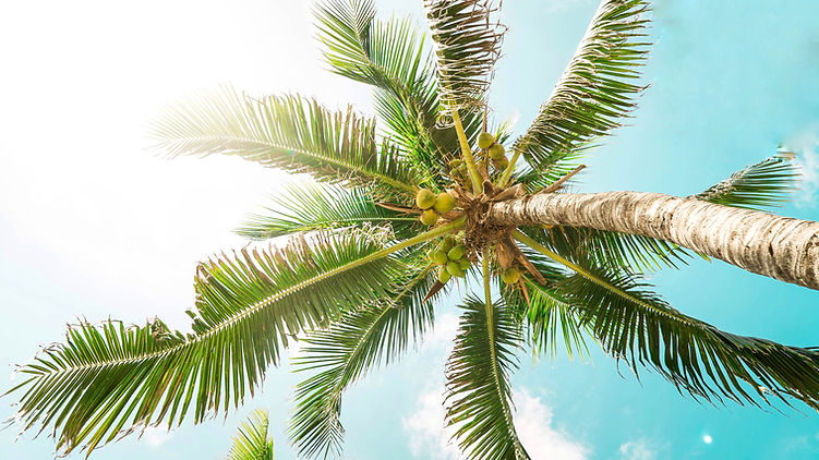 Palm Tree Leaves