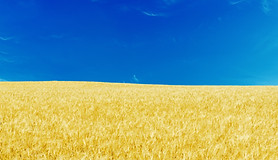 Blue Skies and Yellow Fields