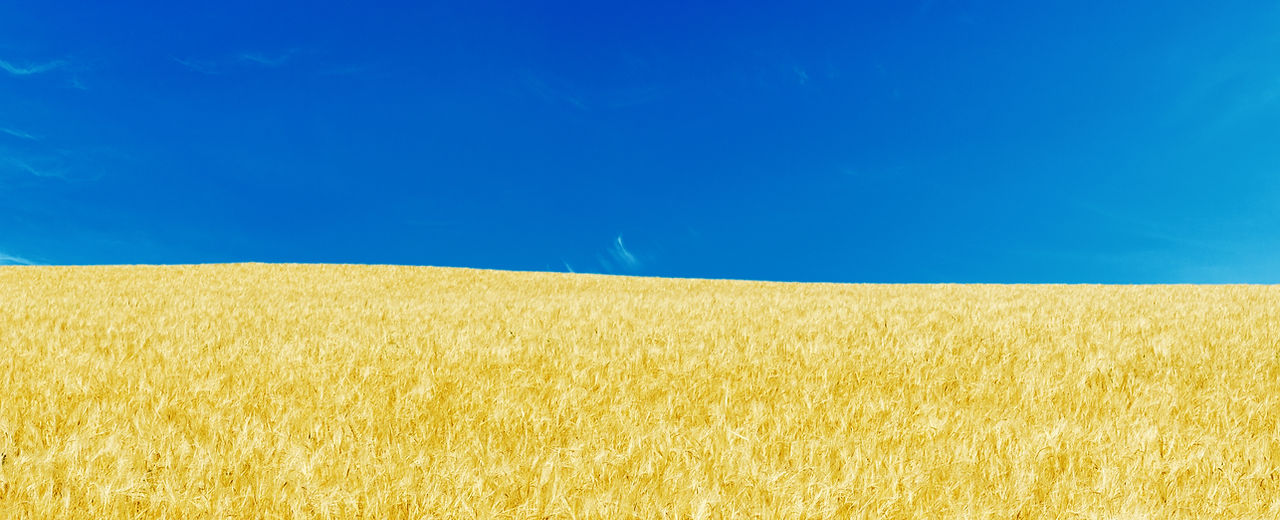 Blue Skies and Yellow Fields