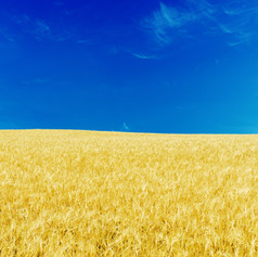 Blue Skies and Yellow Fields