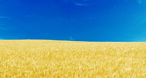 Blue Skies and Yellow Fields