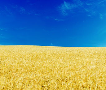 Blue Skies and Yellow Fields