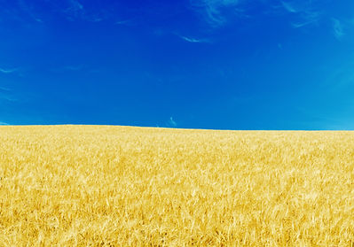 Blue Skies and Yellow Fields