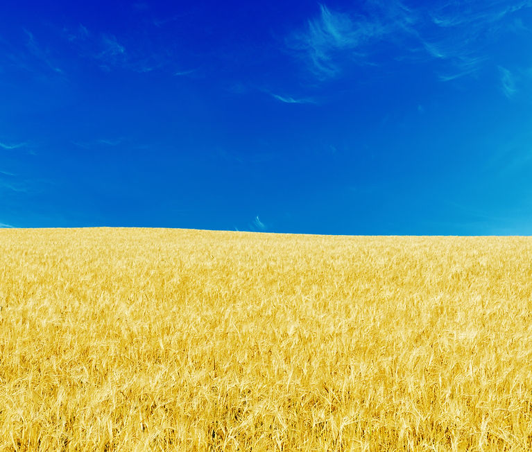 Blue Skies and Yellow Fields