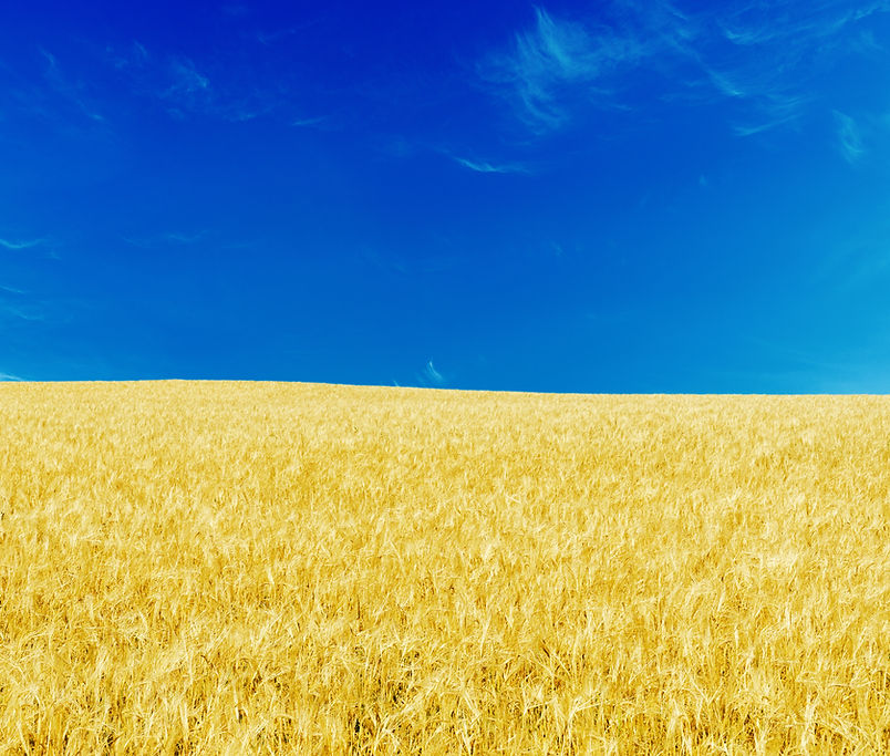 Blue Skies and Yellow Fields