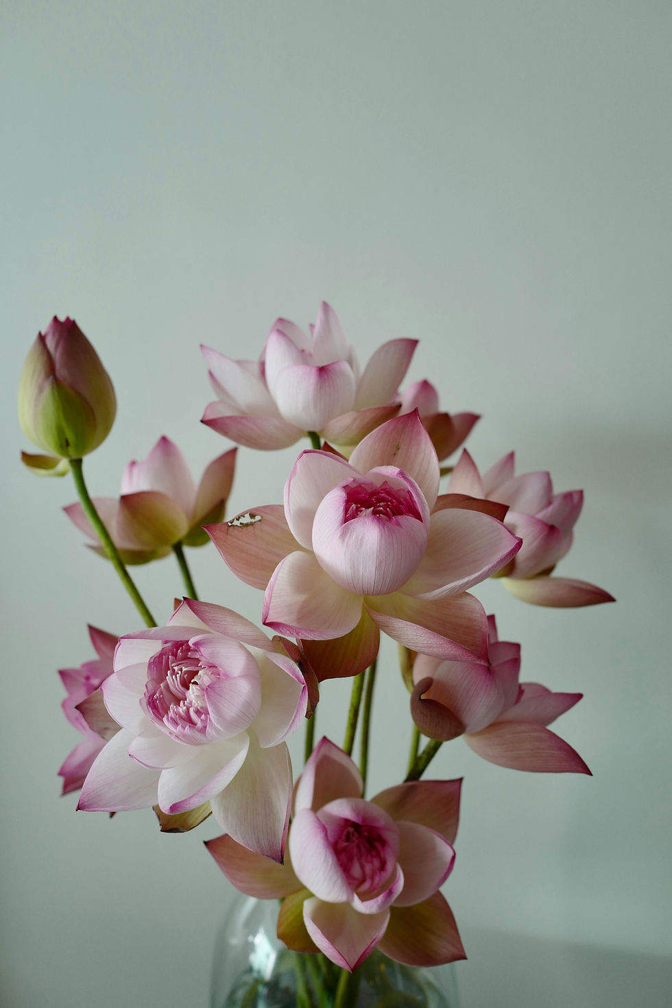 Pink Lotus Flowers