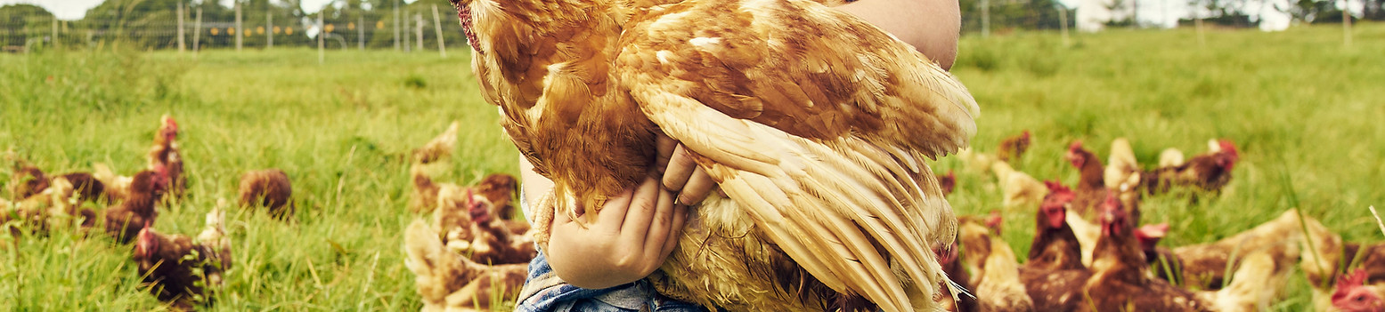 Niño adorable sosteniendo un pollo