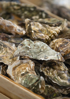 Huitres fraiches
