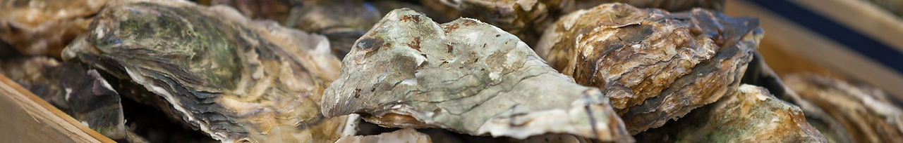 Fresh Oysters