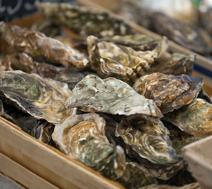 Fresh Oysters