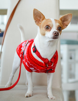 Dog with Red Sweater