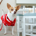 Dog with Red Sweater