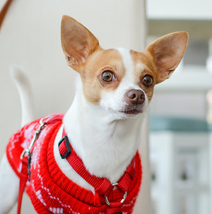 Perro con suéter rojo