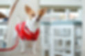 Dog with Red Sweater