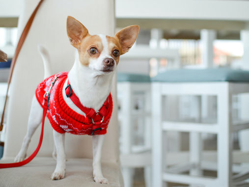 Couple splits: who gets custody of the dog?