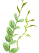 Green Plant Illustration