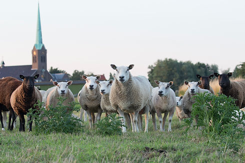 mouton