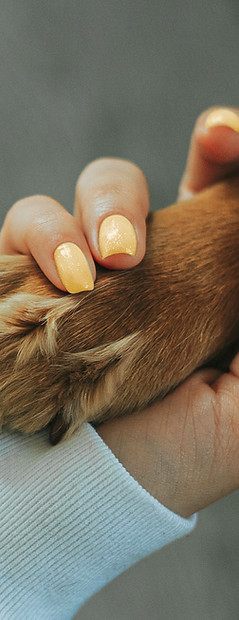Patte humaine et patte de chien