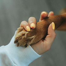 Human and Dog Paw