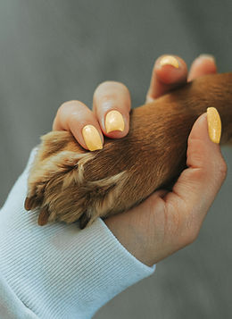 Holding Paw