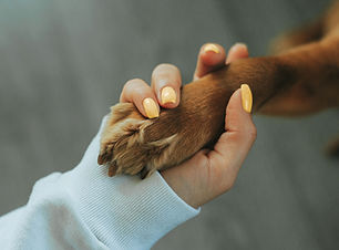 Human and Dog Paw
